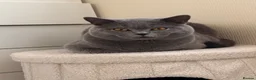 British Shorthair cats for sale: 5 Beautiful British Shorthair Kittens  - Advert 7