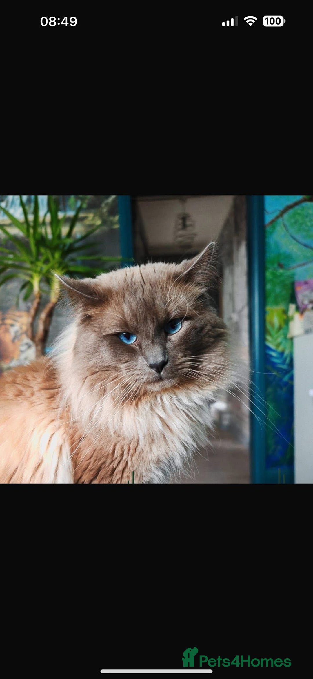 Ragdoll cats for sale: Ragdoll kittens for sale - Image 6