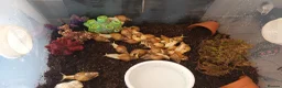 Snails invertebrates for sale: Giant 'Achatina Fulica' african land snails - Advert 5