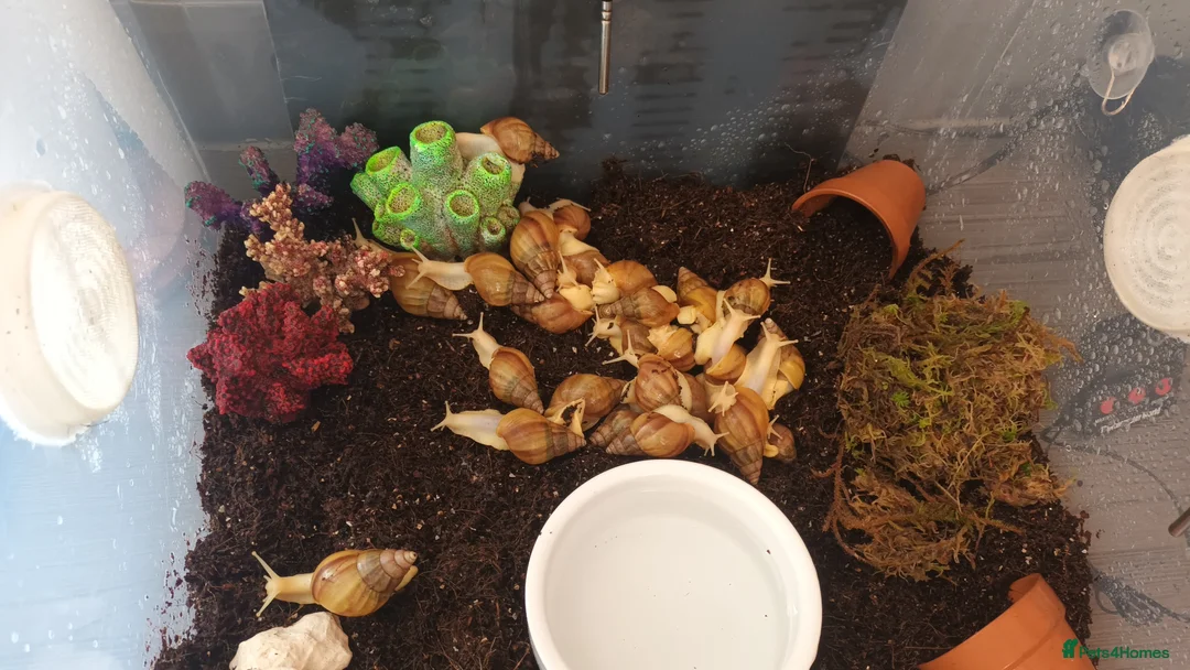Snails invertebrates for sale: Giant 'Achatina Fulica' african land snails - Advert 5