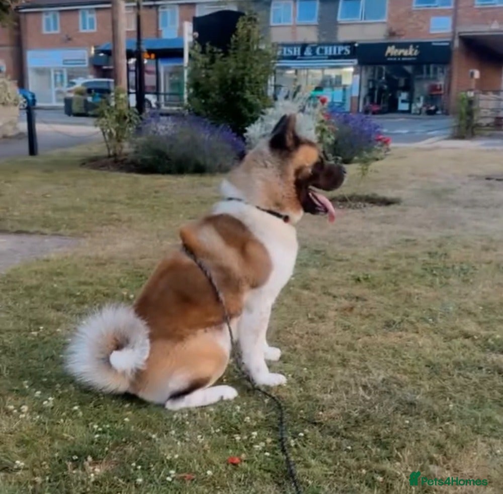 Akita dogs American Akita Rehoming him - Advert 1