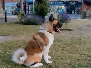 Akita dogs American Akita Rehoming him - Advert 1