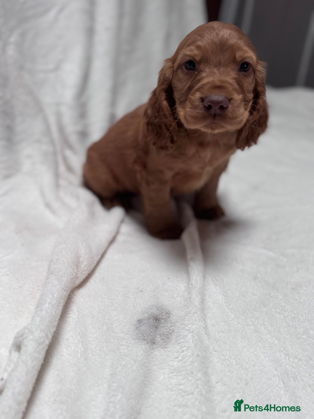 Cocker Spaniel dogs for sale: Cute cocker spaniel puppies for sale!! - Advert 5