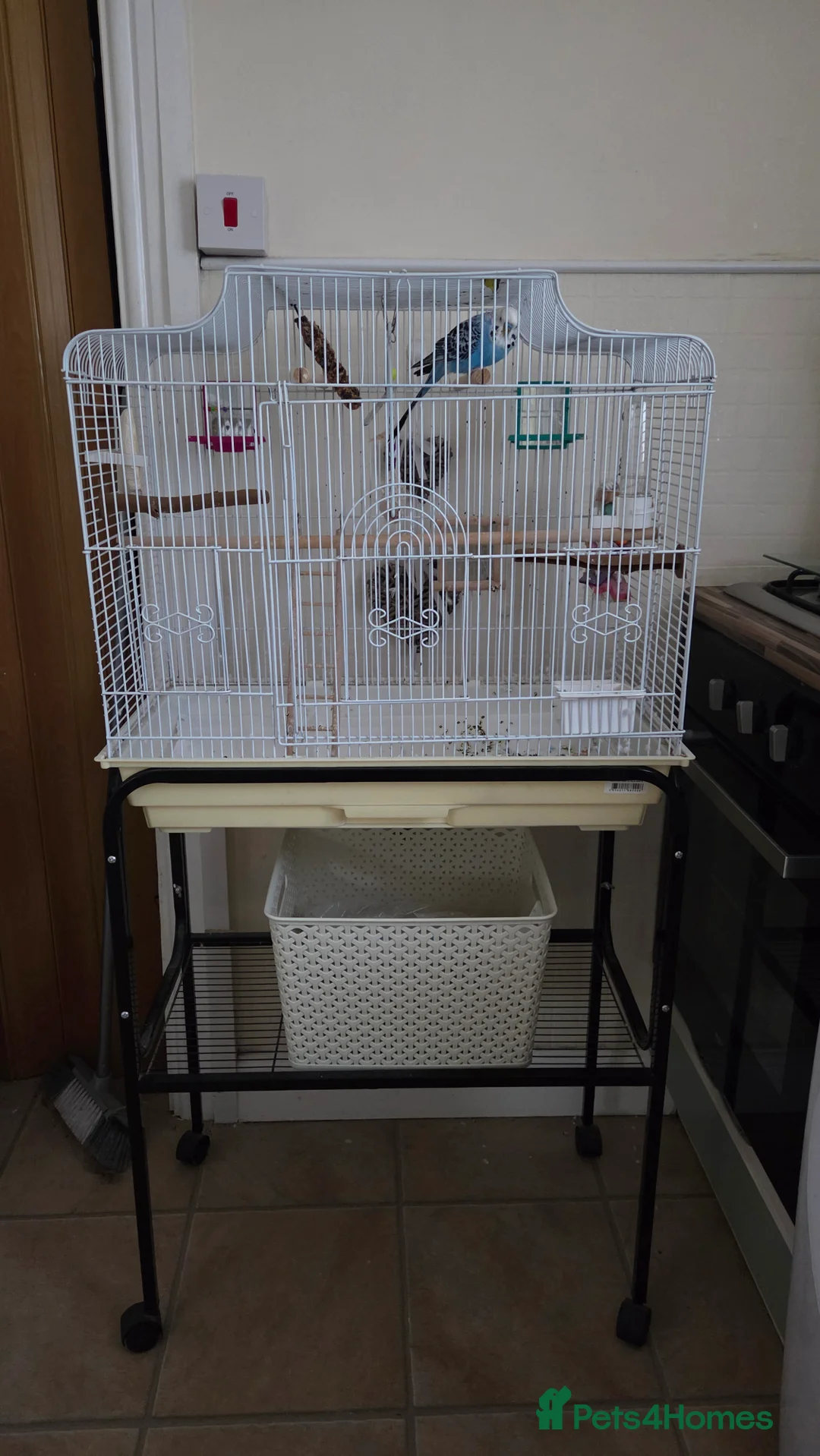 Budgerigars birds for sale: Male handreared budgie in Neath - Advert 3