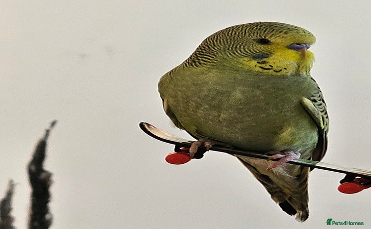 Budgerigars birds - Advert 12