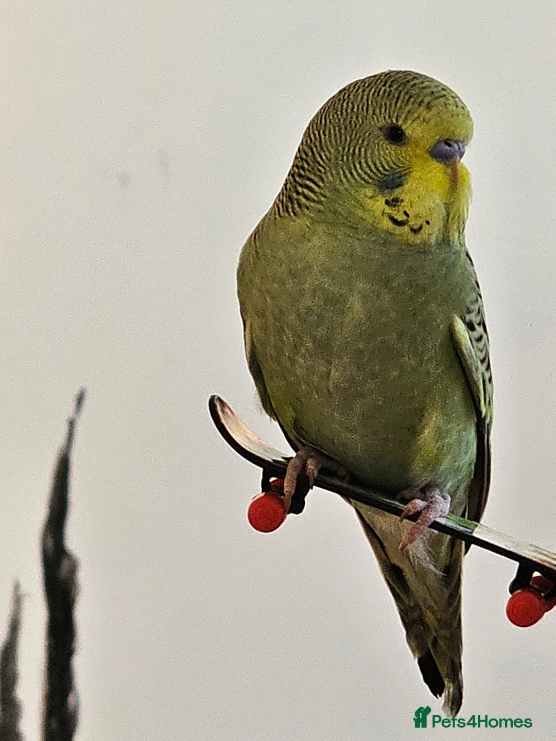 Budgerigars birds for sale: Handtamed beautiful budgies for sale - Image 1
