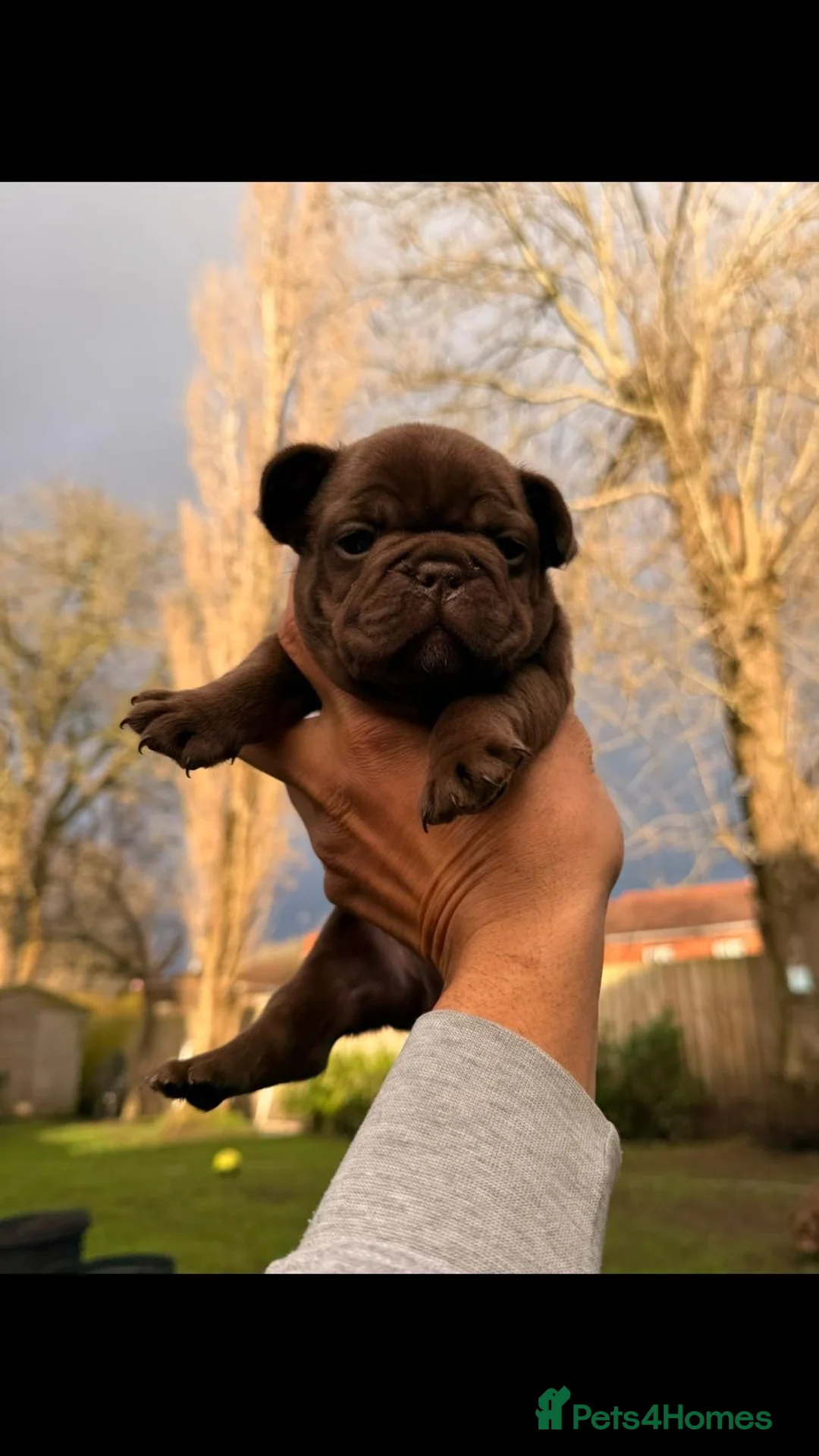 French Bulldog dogs for sale: French bulldog puppy  in Leeds - Advert 7