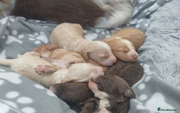 Cockapoo dogs for sale: Cockapoo puppies - Image 16