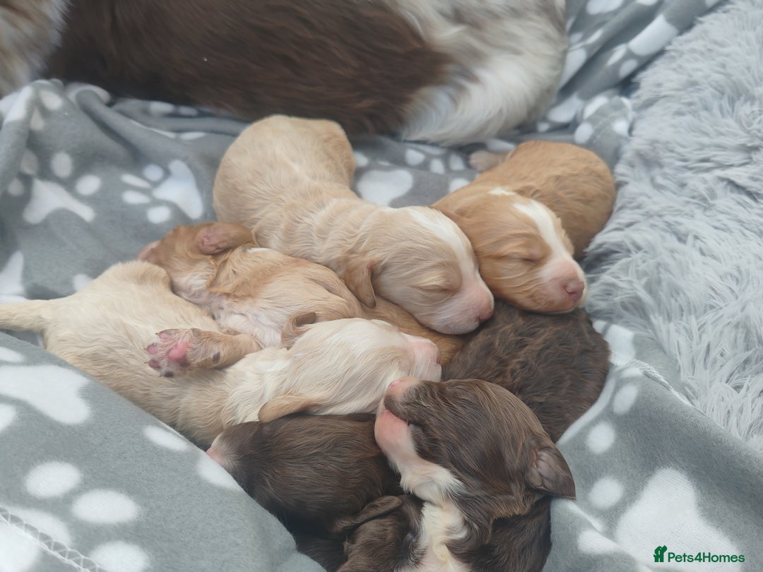 Cockapoo dogs for sale: Cockapoo puppies - Image 16
