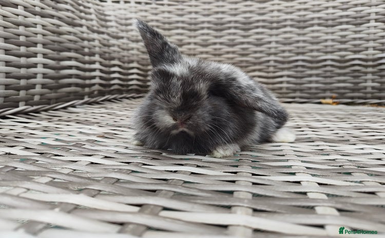 Mini Lop rabbits - Advert 1