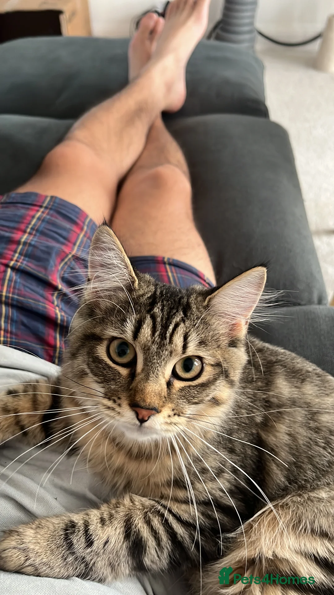 Maine Coon cats for sale: Adorable ragdoll/ Maine coon available to go ASAP - Advert 2