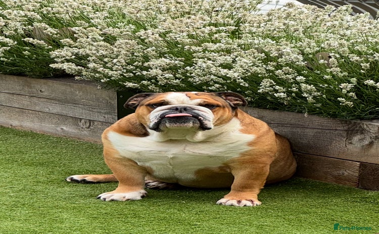 English Bulldog dogs - Advert 2