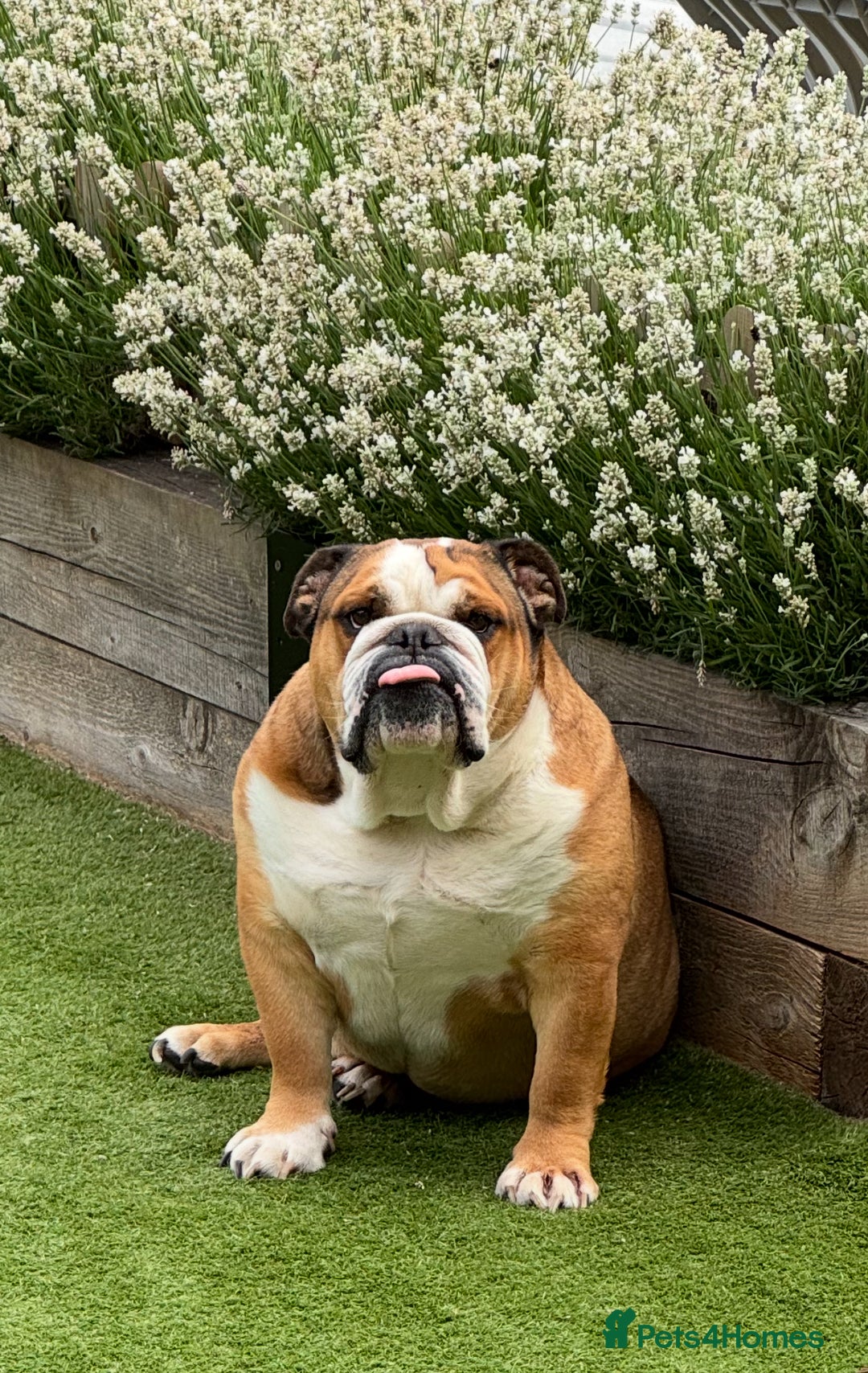 English Bulldog dogs for sale: English bulldog male - Image 1