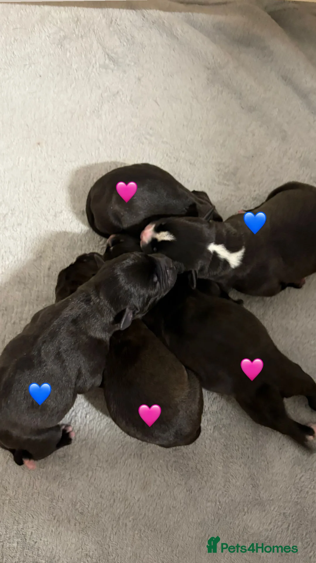 Staffordshire Bull Terrier dogs for sale: Staffordshire Bull Terrier Pups 💙🩷 - Advert 2