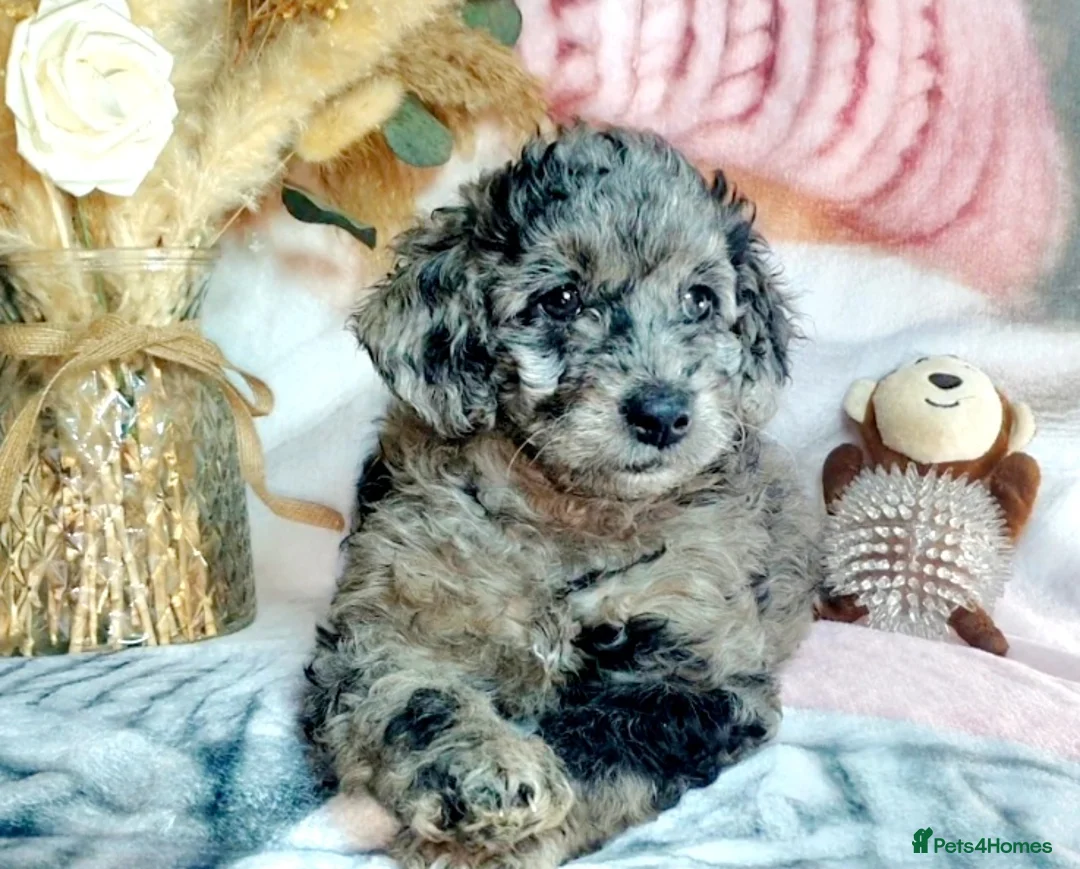 Mixed Breed dogs for sale: STUNNING RARE COLOURS F1B GOLDENDOODLE LITTER - Advert 1