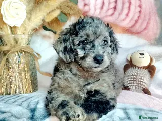 Mixed Breed dogs STUNNING F1B GOLDENDOODLE LITTER - Advert 3