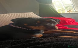 Rottweiler dogs for sale: Rottweiler Bitch - Image 5
