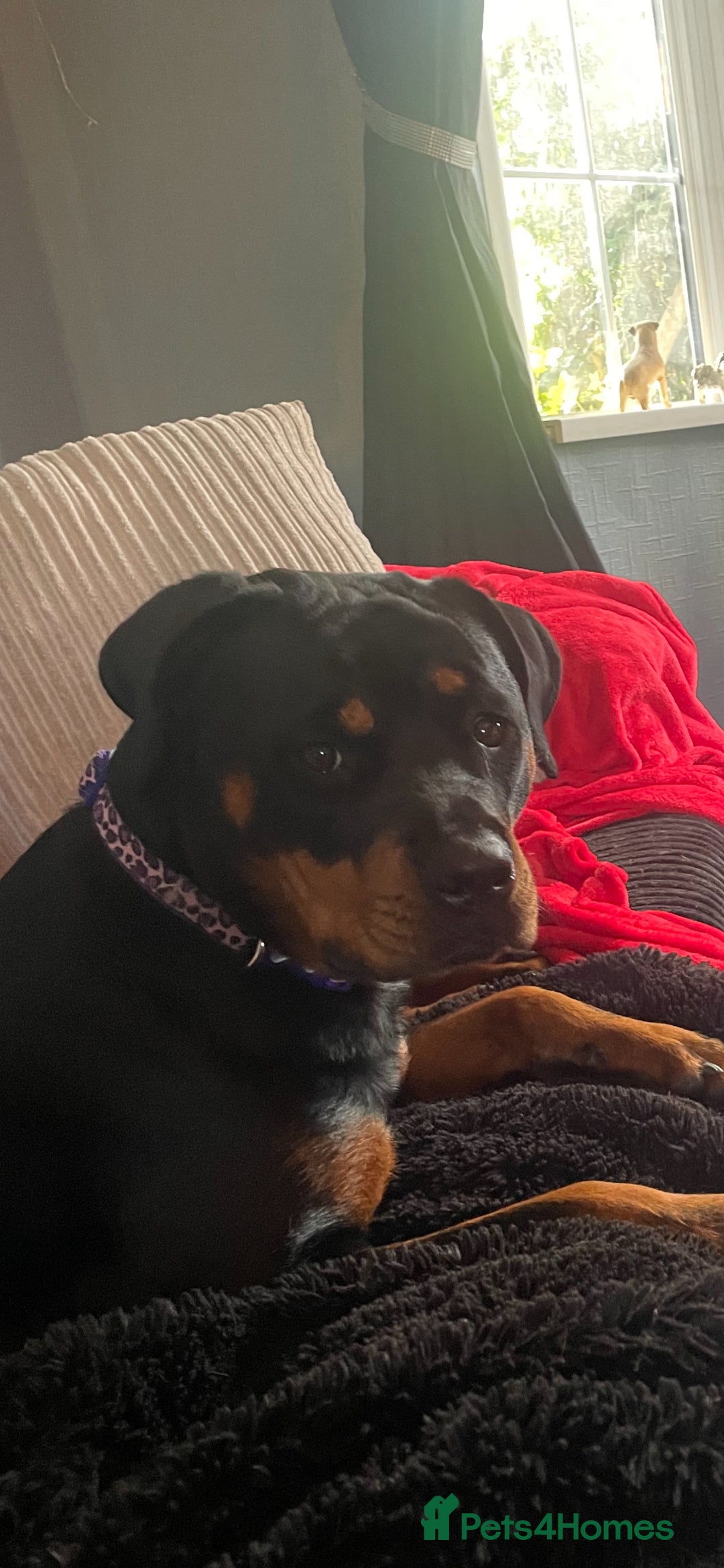 Rottweiler dogs for sale: Rottweiler Bitch - Image 5