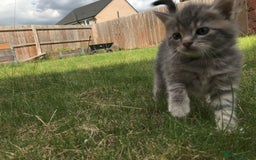 Bengal cats for sale: Three Bengal-Tabby Mix Kittens Ready for New Homes - Image 8