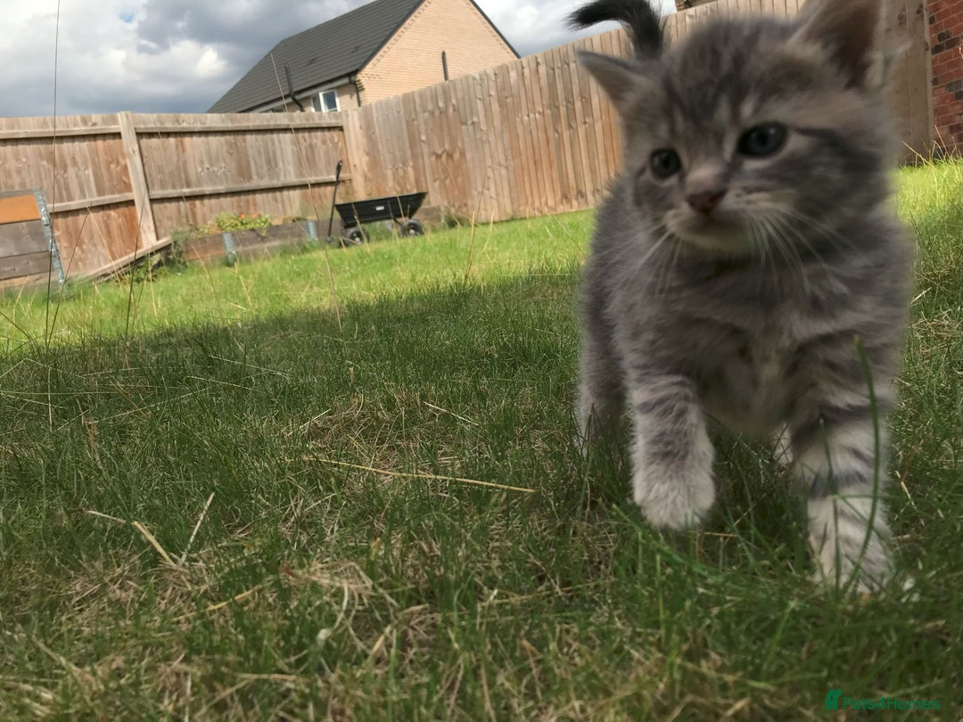 Bengal cats for sale: Three Bengal-Tabby Mix Kittens Ready for New Homes - Image 8