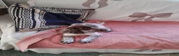 Sprocker dogs for sale: Sprocker puppies for sale  in Chelmsford - Advert 3