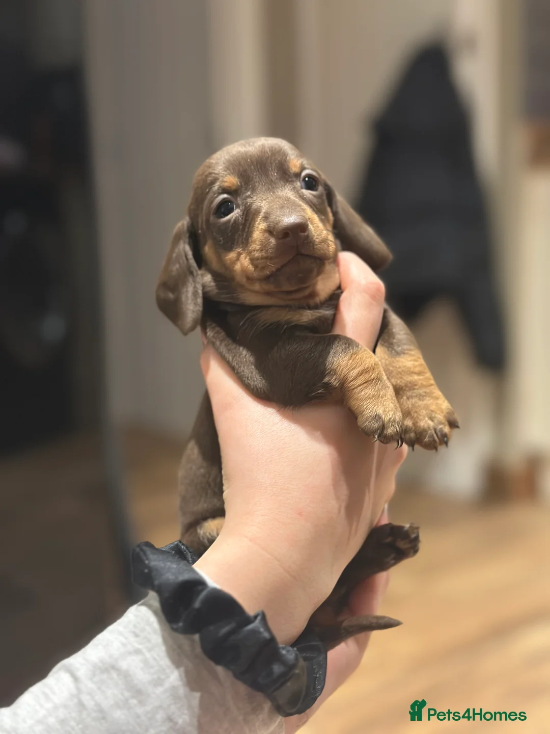 Dachshund dogs for sale: Genuine tiny Kaninchen Dachshund Puppies  - Advert 4