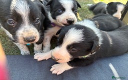 Border Collie dogs for sale: Border collie pups - Image 9