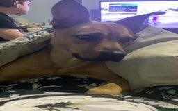 Mixed Breed dogs for sale: Brother and sister needing new homes  - Image 1