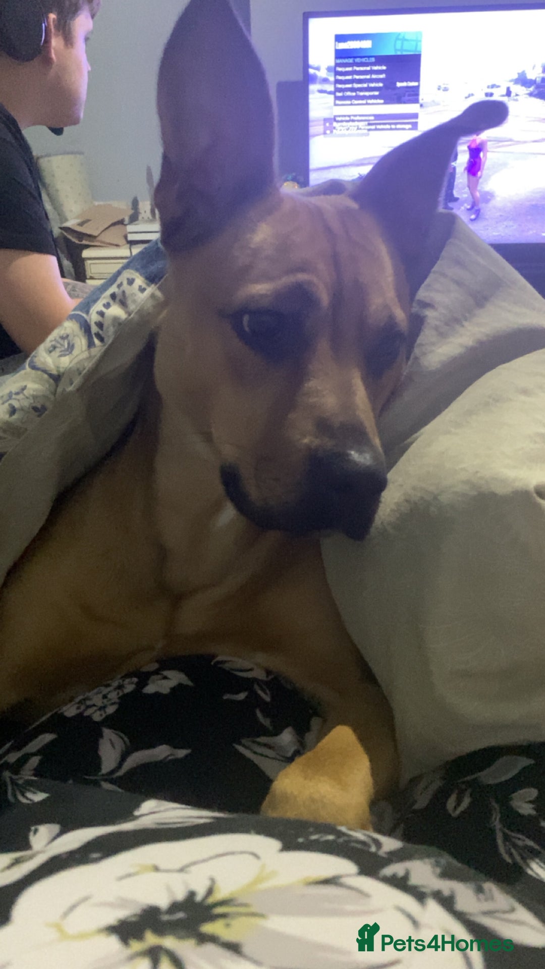 Mixed Breed dogs for sale: Brother and sister needing new homes  - Image 1