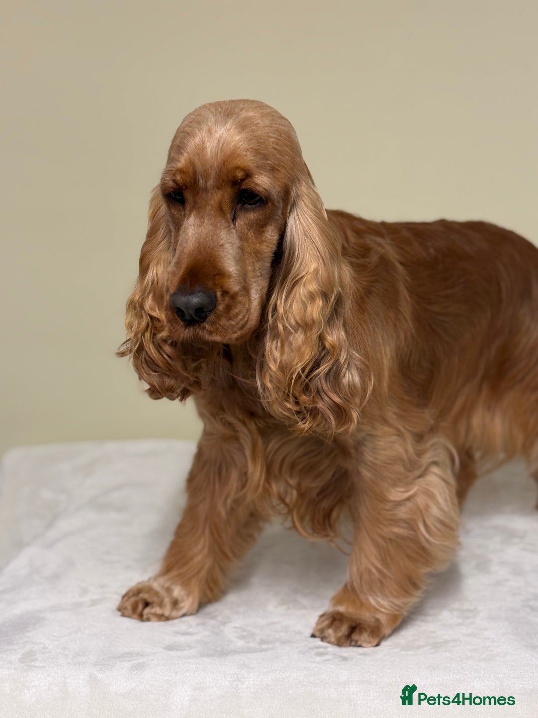 Cocker Spaniel dogs for sale: THE Adorable Chaka Khan - Advert 8