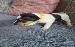 Jack Russell dogs for sale: Jack russell puppies - Image 12
