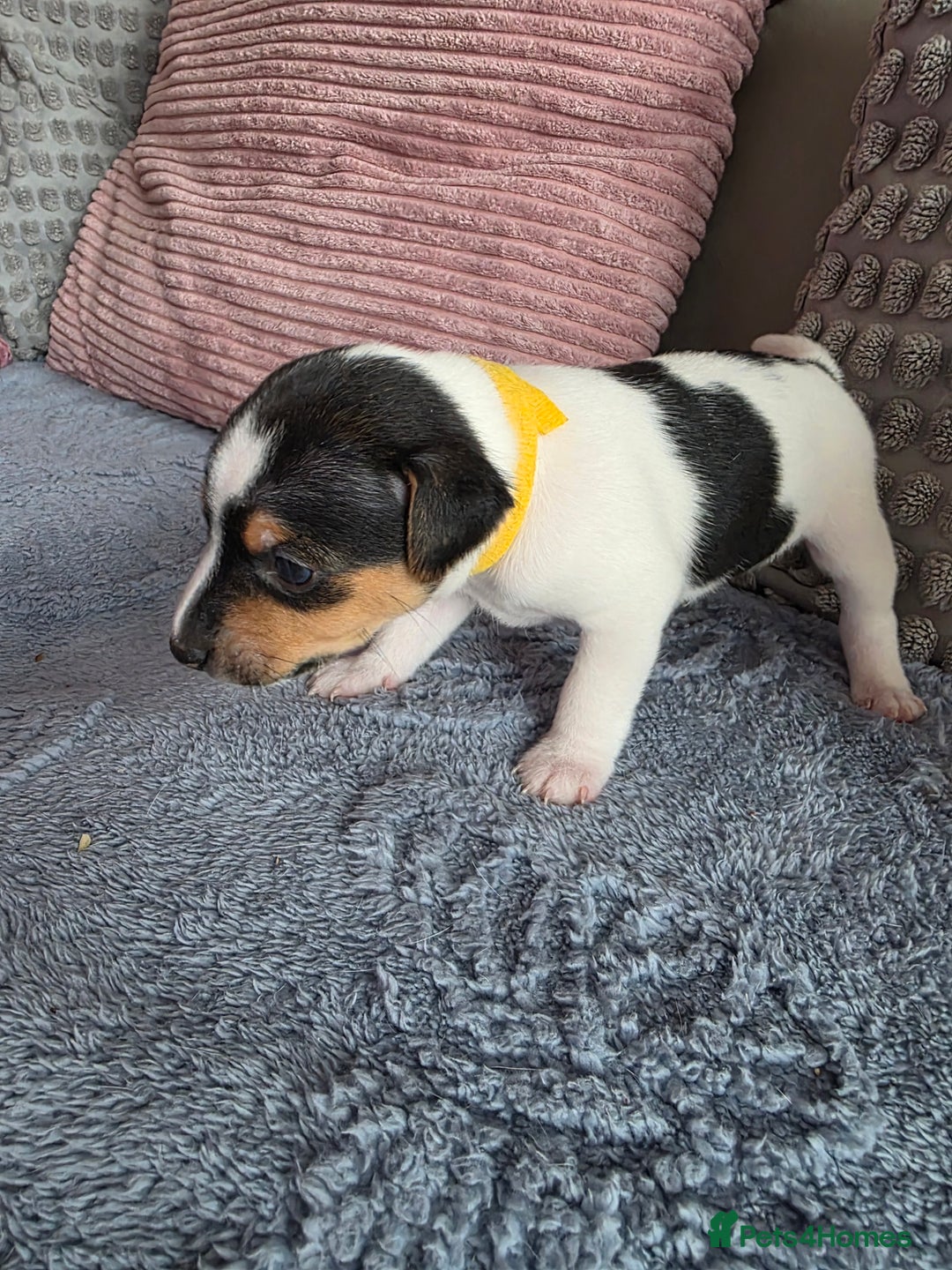 Jack Russell dogs for sale: Jack russell puppies - Image 12