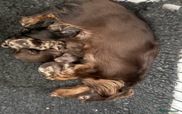 Dachshund dogs for sale: Mini long hair Dachshunds  - Image 7