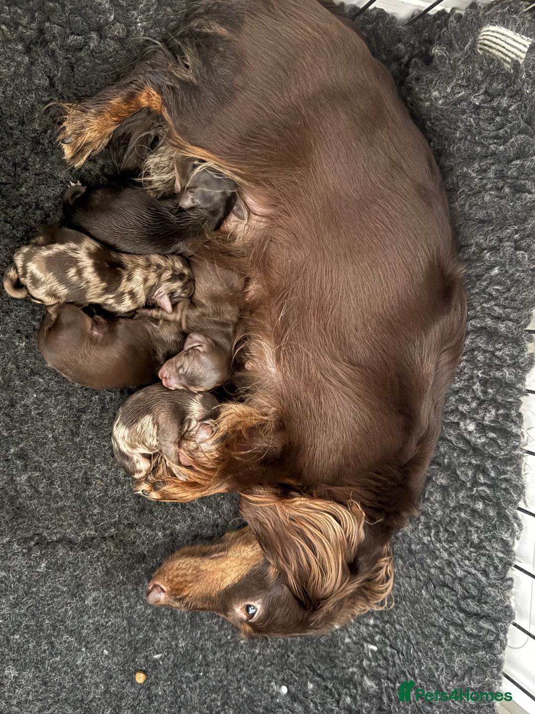 Dachshund dogs for sale: Mini long hair Dachshunds  - Image 7