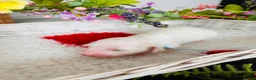 Miniature Dachshund dogs for sale: Piebald Minature Longhair  - Advert 11