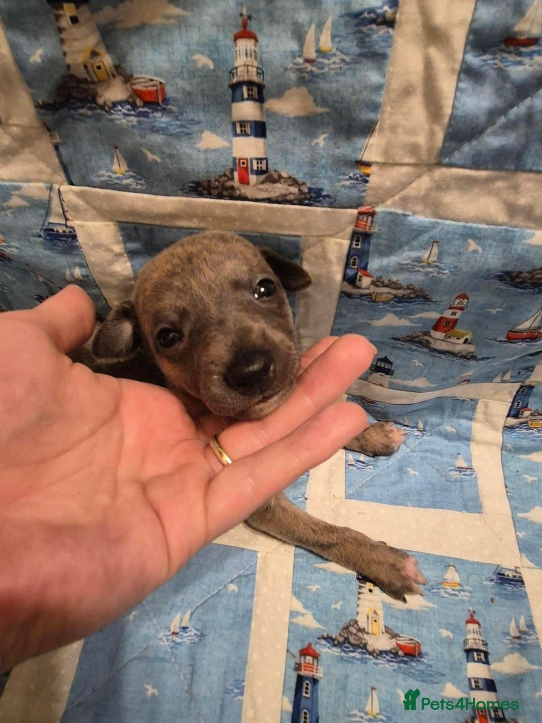 Whippet dogs for sale: Stunning KC Whippet Puppies for Sale - Advert 5