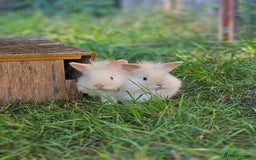 Lionhead rabbits for sale: 3 Beautiful Lion Head Babies - Image 7