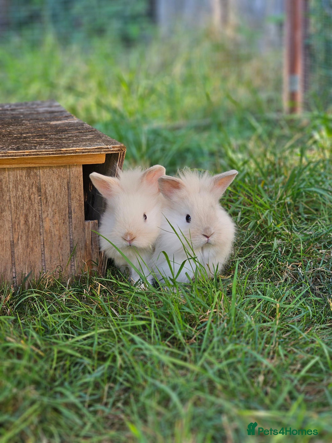 Lionhead rabbits for sale: 3 Beautiful Lion Head Babies - Image 7