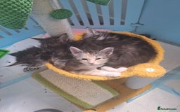 Maine Coon cats for sale: Tica registered kittens - Image 4