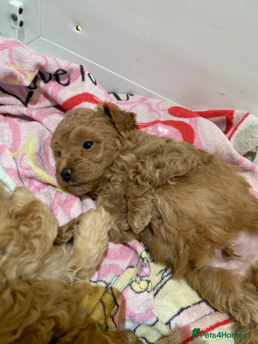 Cockapoo dogs for sale: Gorgeous Cockapoo Girls Ready now - Image 8