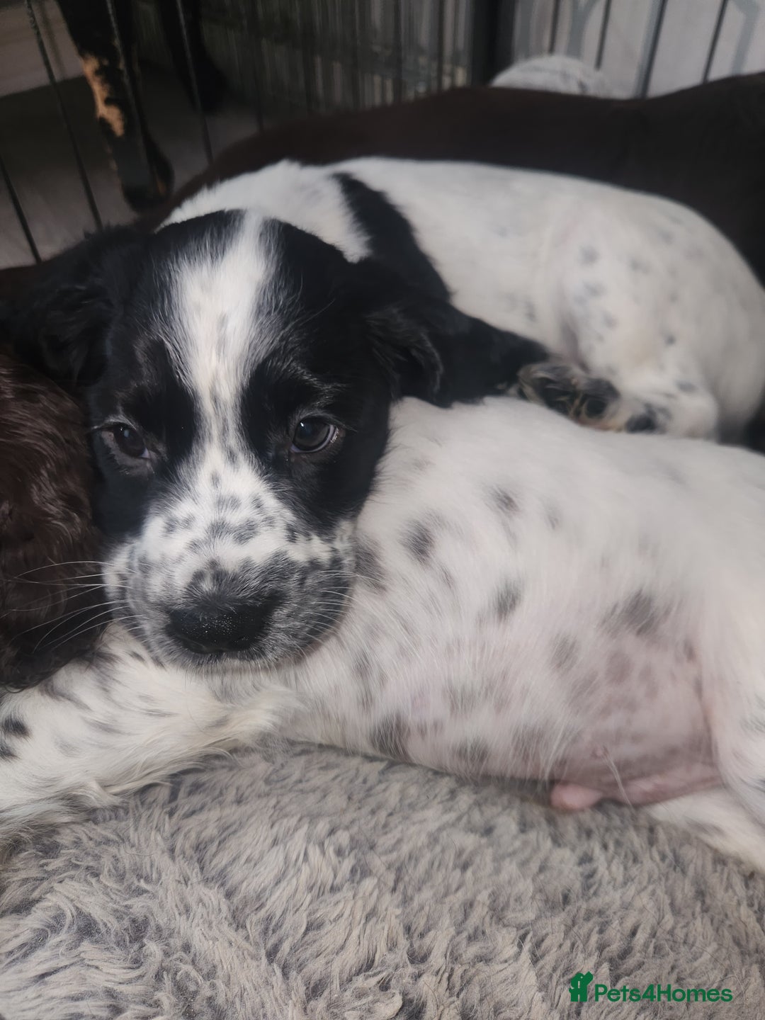 Cocker Spaniel dogs for sale: Cocker spaniel puppys. - Advert 6