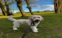 Australian Labradoodle dogs for stud: Proven extensively health tested gorgeous stud - Image 4