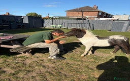 Shetland pony horses for sale: Shetland colt  - Image 4