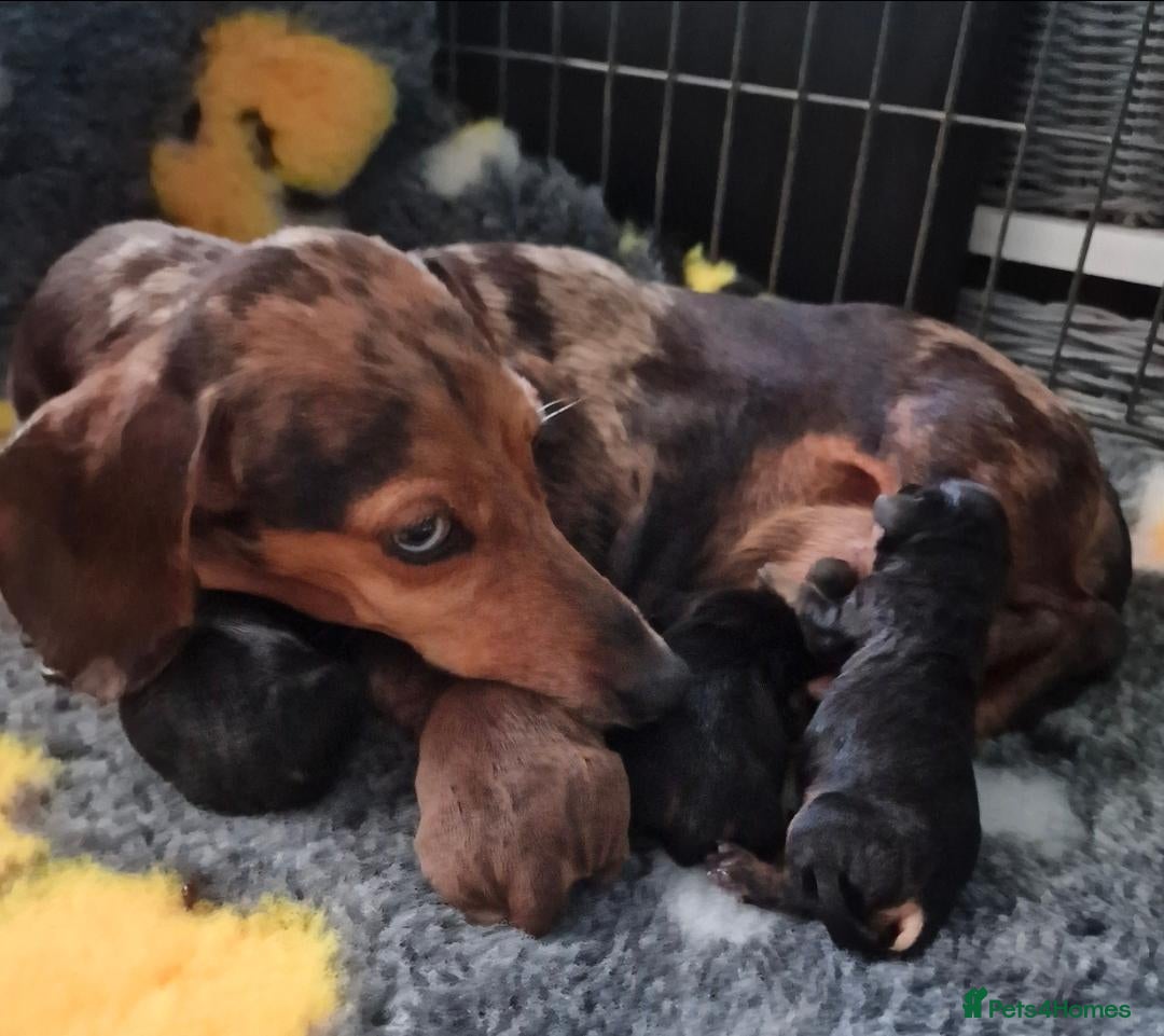 Miniature Dachshund dogs ADORABLE MINI DACHSHUNDS  - Advert 2