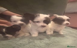 Mixed Breed dogs for sale: Miniature chihuahua X Jack russell puppies  - Image 13