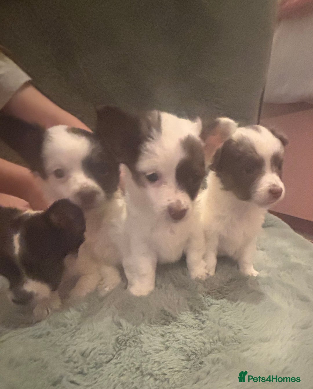 Mixed Breed dogs for sale: Miniature chihuahua X Jack russell puppies  - Image 13