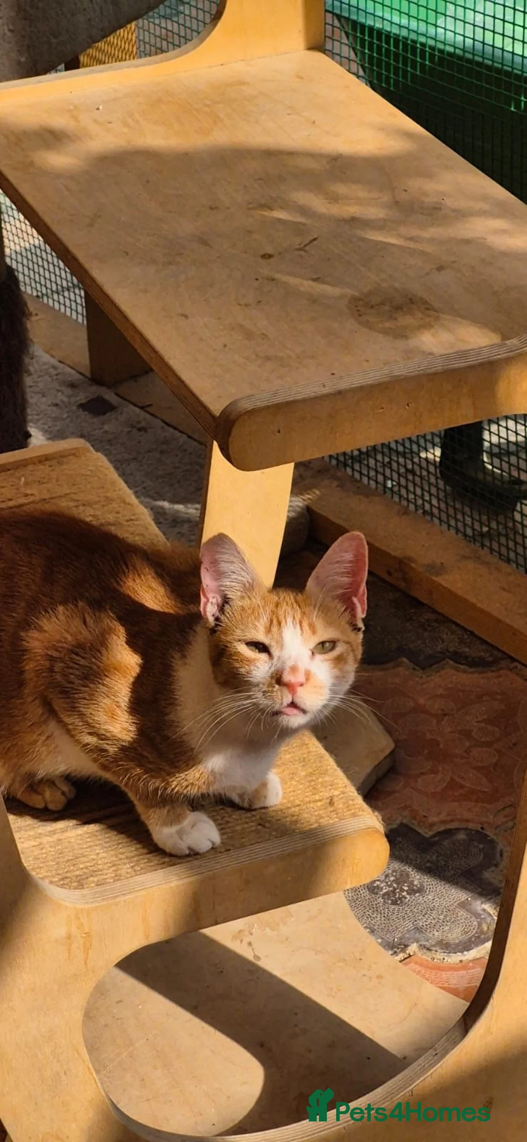 Arabian Mau cats for adoption: Lady Marmalade  - Advert 3