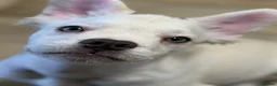 French Bulldog dogs for sale: * 🐾 3 Stunning KC Registered Frenchies ❤️ - Advert 24