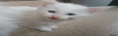 Turkish Angora Kitten 1