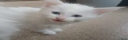 Turkish Angora cats for sale: Adorable fluffy kittens for sale - Advert 4